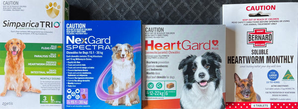 Heartworm Major Problem for Townsville Dogs and Cats