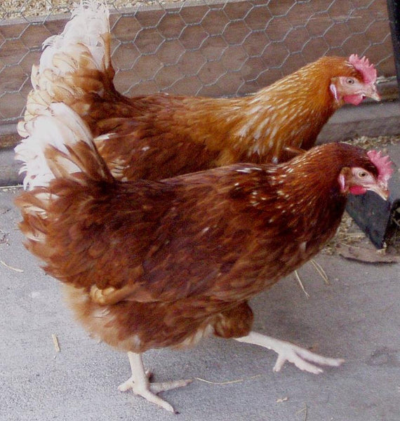 What are your hens telling you?