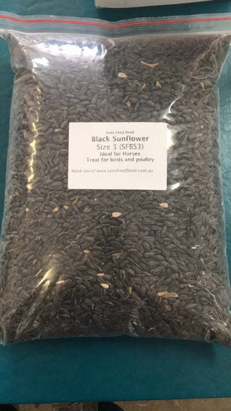 Best Place In Townsville To Buy Black Sunflower Size 3