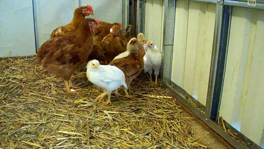 Ammonia Poisoning in Chickens