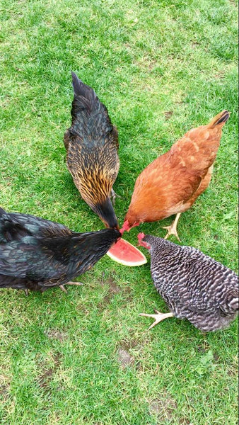 Tips for Feeding Chickens
