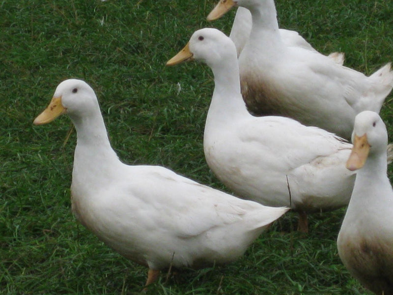 What you need to know about Ducks