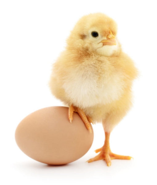 Best Place In Townsville To Buy Day Old Commerical Chicks