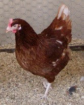 Calcium Deficiency in Chickens