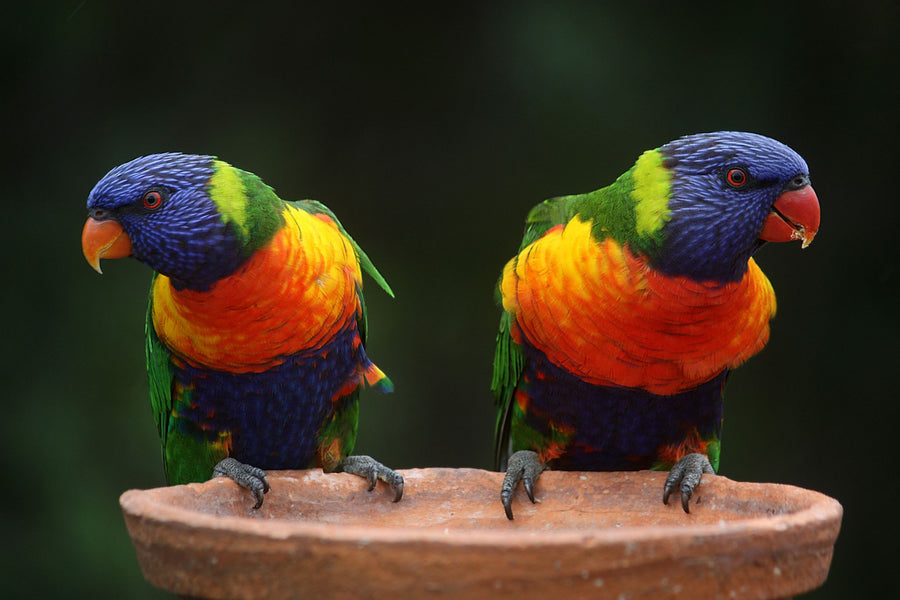 What should I feed my Lorikeet?