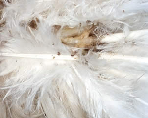 External Parasites on Chickens