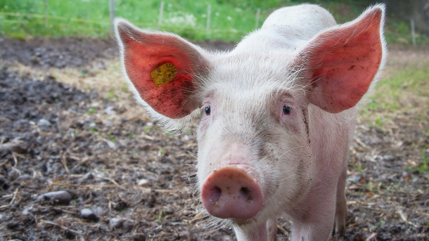 What To Feed Pigs Rule 7/7