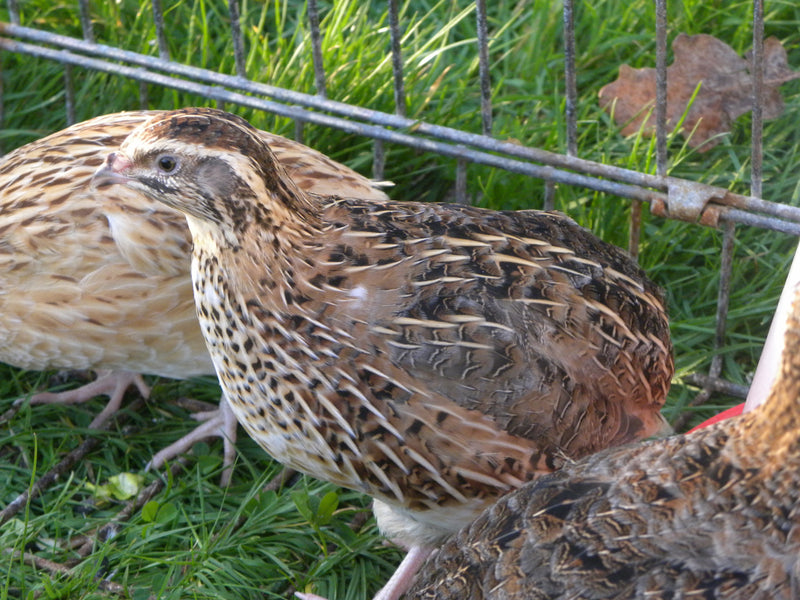 What can Quails eat?