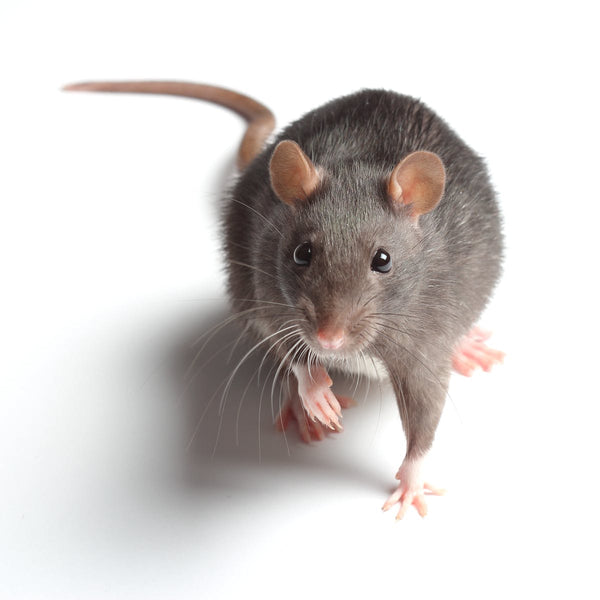 How do I keep Rats and Mice away from my chicken coop?