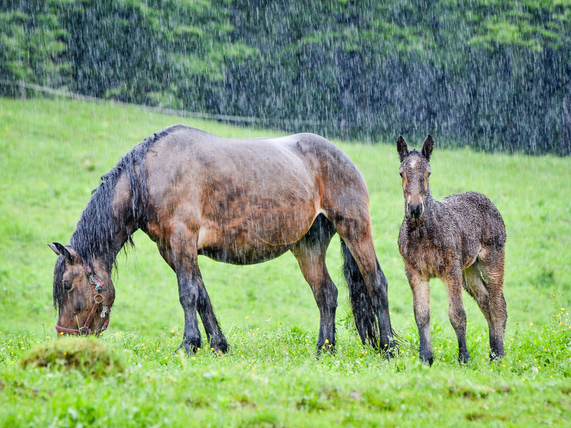 Feeding horses in the wet season and grass quality