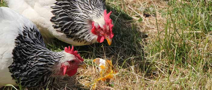 Egg Eating and How to Stop it