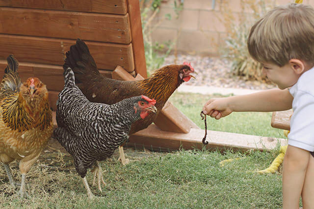 Rules Everyone Should Know When Owning Backyard Chickens
