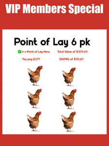 Point of Lay Hens Only - 6pk