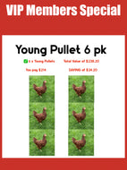 Young Pullets Only - 6pk