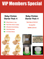 Day Old Chicken Starter Pack 4