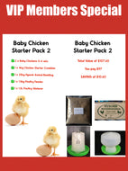 Day Old Chicken Starter Pack 2