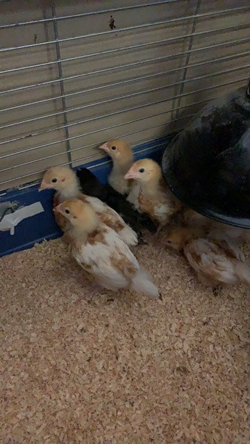 Four Week Old Chickens