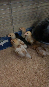 Four Week Old Chickens Only - 6pk