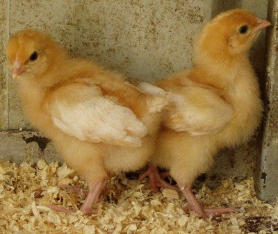 Day Old Commerical Chicks