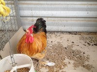 Rooster Pure Breed