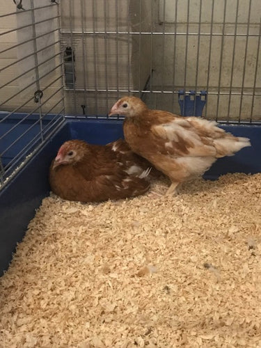 Pullert Young Pullets